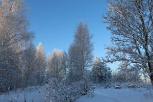 un groupe d'arbres avec de la neige sur eux dans l'établissement Viisi Leipää, 
