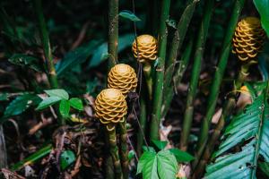 a group of weird looking plants in the forest at Arahuana Jungle Resort & Spa in Tena