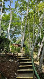 a set of stairs in a forest with trees at Hotel Cerro Lodge in Tarcoles