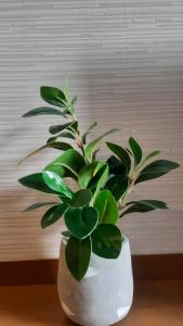 a plant in a white vase sitting on a table at G Residence - 3R2B The Retreat, Aranda Nova, Cameron Highlands in Cameron Highlands