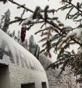 a snow covered tree next to a snow covered truck at Lietadlo v lese in Spišské Bystré