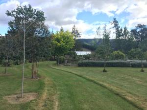 a tree in the middle of a grass field at Birch Hill Cottage -30 minutes from St Arnaud in Wairau Valley