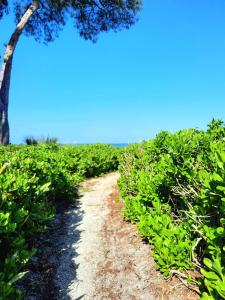 a dirt path through a field with a tree at Sunset Beach Condo #54455 in Holmes Beach