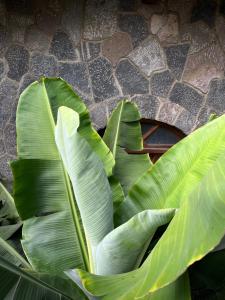 a green plant with large green leaves on a wall at Casa Qatzij - Guest House, Lake Atitlan in San Lucas Tolimán