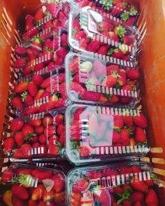 un montón de fresas están en recipientes de plástico en Fazenda São Matheus, en Lauro Müller