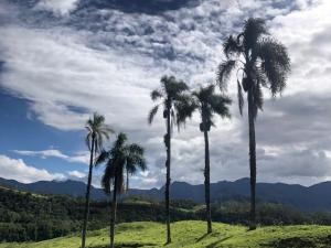 um grupo de palmeiras no topo de uma colina em Fazenda São Matheus em Lauro Müller