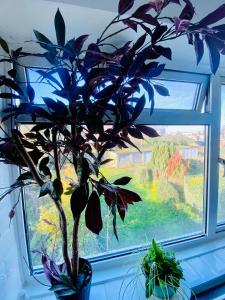 a plant in a vase sitting in front of a window at Cozy & Quiet Two Bedroom Apartment in Chingford