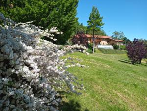 een bos witte bloemen in een veld bij L'Albore in Costigliole Saluzzo