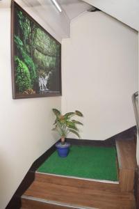 a plant sitting on a green floor in a room at White Rabbit Guest House in Shillong