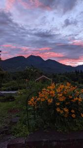 a bunch of orange flowers in a field with a sunset at Baco Myoko Akakura in Myoko