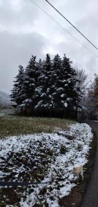 a cat walking down a snow covered road at B&B La Verna in Casola