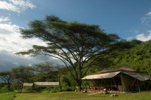 una tienda bajo un árbol en un campo en Esirai Camp en Sinoni