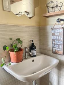 a bathroom sink with a potted plant on it at Balai Lawaan Cozy Homestay in Iloilo City