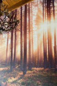 obraz lasu ze słońcem świecącym przez drzewa w obiekcie BAITA MAORE luxury rooms & Spa w mieście Làconi