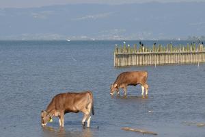 two cows are standing in the water at Bodensee Apartments, Sauna, Lake Walks, Free Parking, Self Checkin, Nature Reserve, Restaurants Nearby in Gaißau