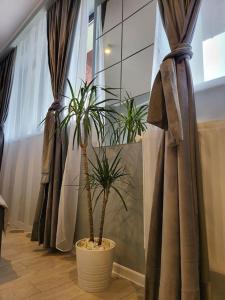 two potted plants in a room with curtains at Smart Studio 76 -2 in Onești