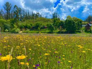 a field of flowers with a barn in the background at Vale da Silva Villas - Quinta in Albergaria-a-Velha