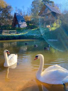 two white swans swimming in a pond with a house at Vale da Silva Villas - Quinta in Albergaria-a-Velha