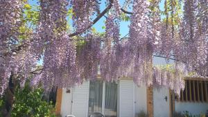 un árbol cubierto de lilas púrpuras frente a una casa en Casa dos Gansos en Perais