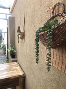eine Pflanze in einem Korb, der an einer Wand hängt in der Unterkunft LaCasita SP in San Pedro