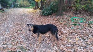 Domáce zviera alebo zvieratá hostí v ubytovaní Olchowy Młyn + 6 fotografií