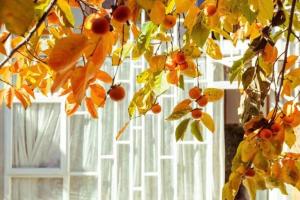 Galería fotográfica de Honglin Houseg虹林的小院 防疫整栋 古城里温馨私家小院 享受大理慢时光 树下喝茶聊天 烧烤娱乐自助厨房 休闲好去处 en Dali