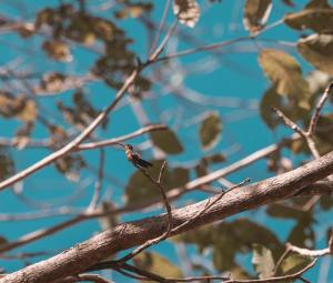 un uccello seduto su un ramo di un albero di La Barca Lodge a Capulín