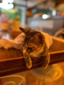 a cat laying on top of a wooden table at DeerStar HomeStay B&B in Dongshan