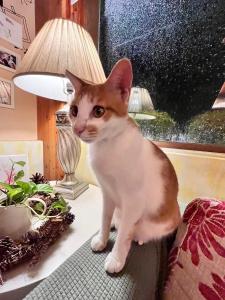 a kitten standing on a table next to a lamp at DeerStar HomeStay B&B in Dongshan