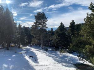 a snow covered hill with trees and a dog laying in the snow at Le cocon des écureuils in Font-Romeu-Odeillo-Via