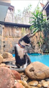 Huéspedes con una o varias mascotas en The Host Puerto Iguazú