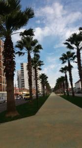 a sidewalk lined with palm trees on a city street at Colchis ca777 in Kutaisi