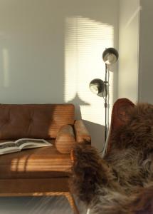 un gato sentado en un sofá en una sala de estar en Boreal Corners, en Rovaniemi