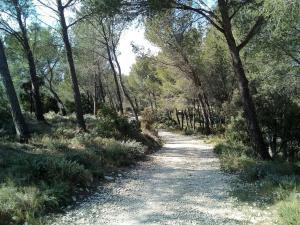 un camino de tierra a través de un bosque con árboles en Single storey 40m² bordering pine forest and spa en Noves