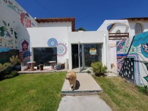 a dog standing in front of a house with graffiti at Roots Backpackers in Rada Tilly