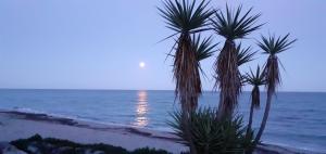 dwie palmy na plaży w pobliżu oceanu w obiekcie Esperanza w mieście Moriani-Plage