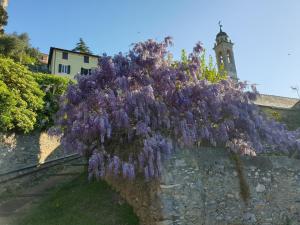 SALOTTO SUL MARE外面的花园