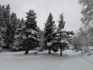 eine Gruppe von schneebedeckten Bäumen mit einer Bank in der Unterkunft Bergperle Apartments & Mountain Sport in Fliess