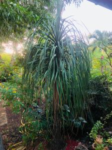 a large palm tree in a garden at Rêves de mer in Deshaies +5 photos
