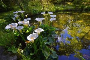 a group of white flowers sitting in the water at Ezen Giardino Botanico in Acquaponica in Lecce