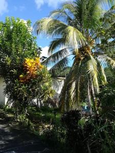 um grupo de palmeiras em frente a uma casa em Maison chaleureuse avec terrasse et parking privé em Le Lamentin