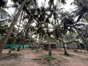 a group of palm trees in front of a building at HostelExp, Gokarna - A Slow-Paced Backpackers Community in Gokarna