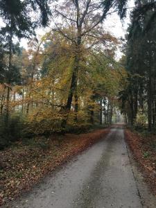 uma estrada de terra no meio de uma floresta em WijkD em Leende