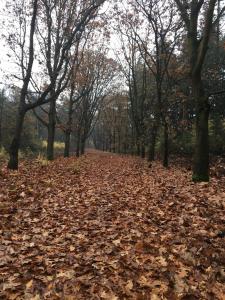 een tapijt van bladeren op een pad in een bos bij WijkD in Leende
