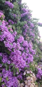 un montón de flores púrpuras en un jardín en Apartmani Danica en Pirovac