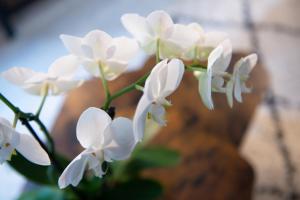 um ramo de flores brancas num vaso em Les Gites By Carpe Diem em Les Andelys