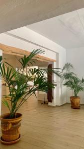 due grandi piante in vaso in una stanza vuota di Hotel Tagomago a Baia di Sant'Antoni Altre 100 foto