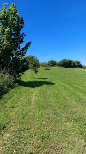 a tree in the middle of a grassy field at Wesley House Holidays - Choice of 2 Quirky Cottages in 4 private acres in Redruth