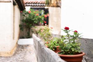 A garden outside Casa El Drago