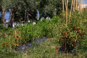a garden with red flowers in the grass at La Meridiana in Capo Vaticano +134 photos